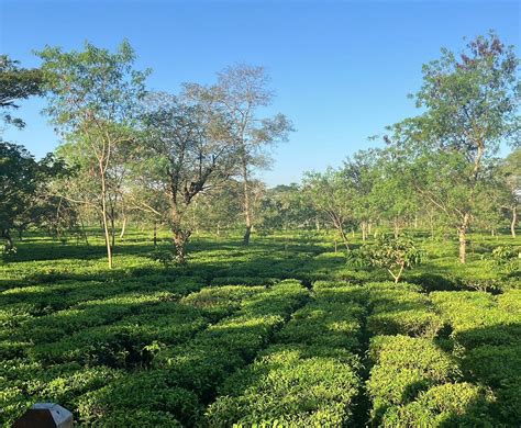 THE POSTCARD IN THE DURRUNG TEA ESTATE (Tezpur, Assam) - Hotel Reviews ...