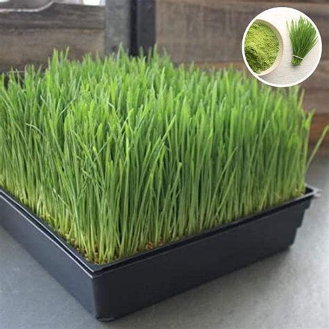Buy Microgreen Seeds online from Nurserylive at lowest price.