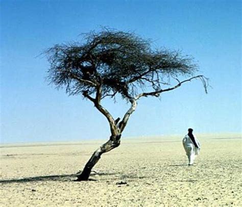 Acacia (genere): Le Regine delle savane