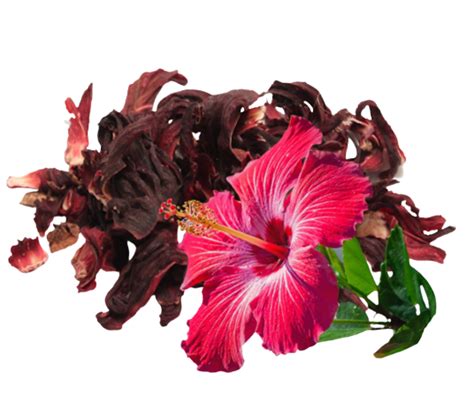 Hibiscus Extract**
