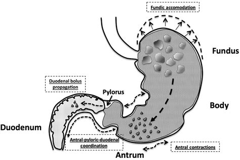 Gastric emptying scintigraphy - Clinical Tree