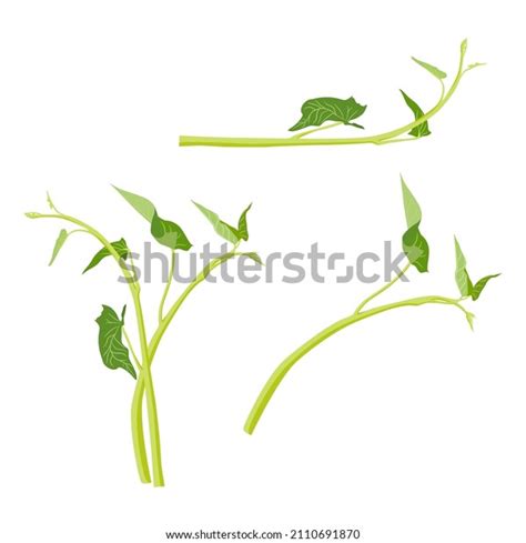 Water Spinach Flowers: Over 101 Royalty-Free Licensable Stock Vectors ...