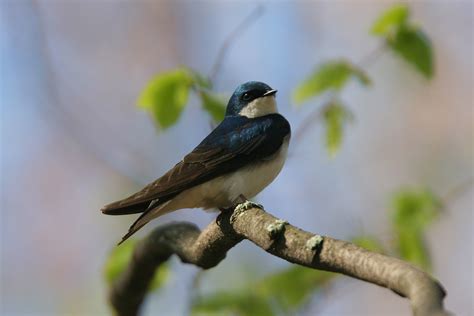 Image result for Tree Swallow Boxes