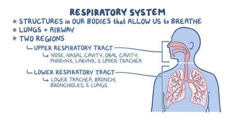 Image result for Respiratory System Composition