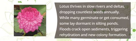 Indian Gardens - Lotus Live Plant Rare Original Color Guarantee ...