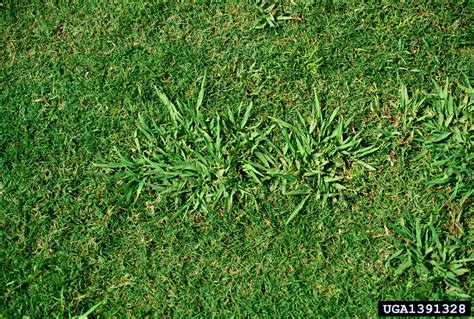Dallisgrass Control - How To Kill Dallisgrass | Gardening Know How