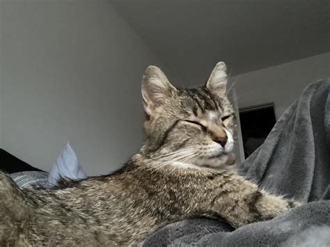 How did you name your cat? We’re overthinking this and are stuck! : r/cats