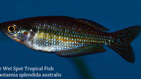 RAINBOWFISH & KILLIFISHES Archives | Page 2 of 6 | The Wet Spot ...