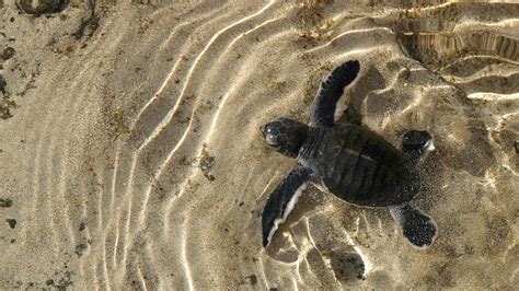 Every turtle featured in harrowing Planet Earth II segment was saved ...