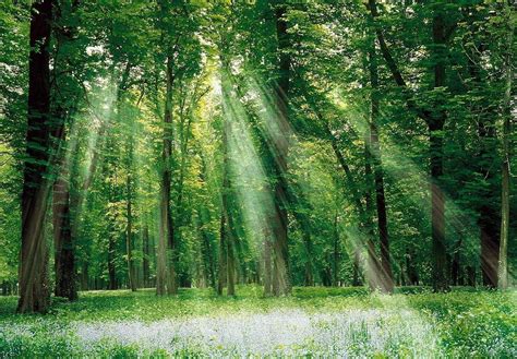 Image result for Forest Background