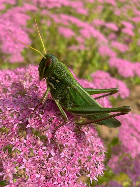 Do Grasshoppers Bite Dangerous ? Are Their Bites Harmful