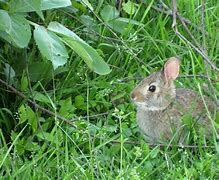 Image result for Baby Bunny Ears Plant