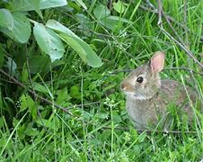 Image result for Baby Bunny Plush