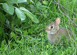 Image result for Baby Bunny Pictures to Print