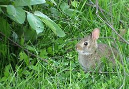 Image result for Kitten and Baby Bunny