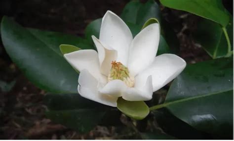 Plant Species Not Useful To Humans Will Be Extinct Soon, Warns Study