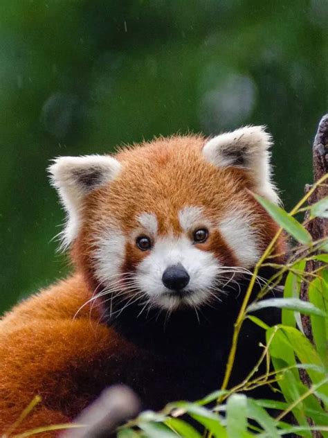 China Animals 的图像结果