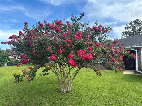 Crape Myrtle Tree Florida: Grow & Care Tips