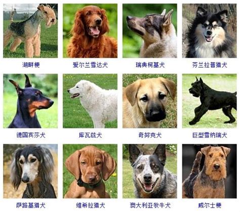 各种犬的名称及图片 _ 百城训犬训狗