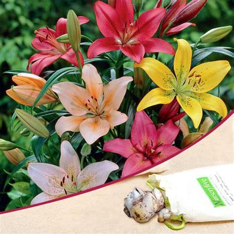 Buy Asiatic Lilies Flower Bulbs online from Nurserylive at lowest price.