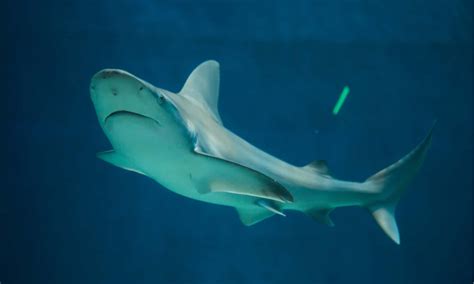 6 Sharks Near the Outer Banks, North Carolina - A-Z Animals