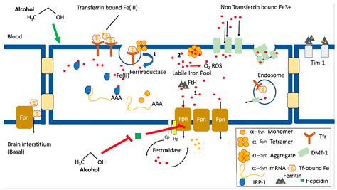 Alpha-Synuclein in Alcohol Use Disorder, Connections with Parkinson’s ...
