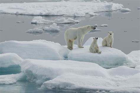 Causes of polar bear population decline in the Arctic