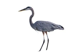 Heron png free download (9) - Photo #1268 - BiNps PNG Website