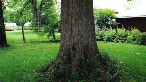 Image result for Things That Explode