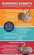 Image result for Pet Rabbit Care