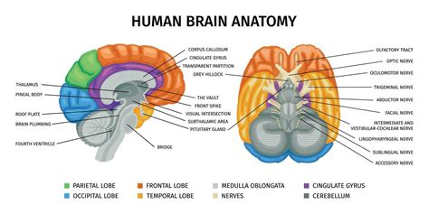 Brain Anatomy Function 的图像结果