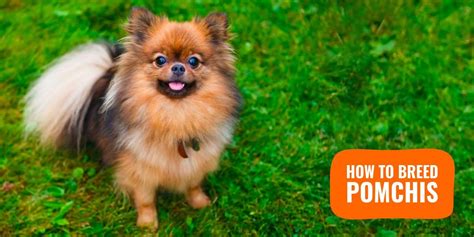 Image result for First Breeding Dogs