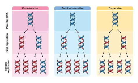 DNA Replication Model Labeled 的图像结果