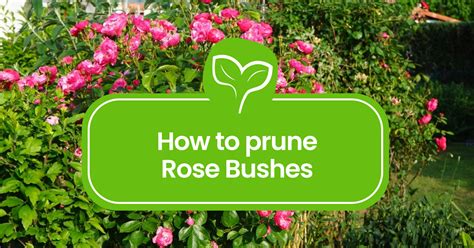 How to Prune Rose Bushes: A Step-by-Step Gardener's Manual - Plantilio