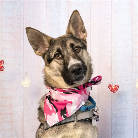 Truckee-Tahoe Humane Society Pet of the Week: Rajah | TahoeDailyTribune.com
