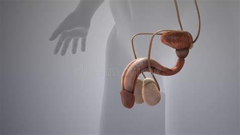 Image result for Male Reproductive System Animation