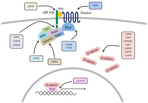Regulation of Wnt Signaling through Ubiquitination and Deubiquitination ...