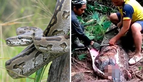 Image result for Python Attack Cat