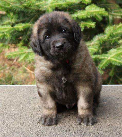 Leonberger puppy!!! | Leonberger dog, Baby dogs, Puppies