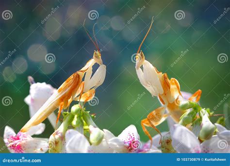Two Orchid Mantis are Facing Over the Flowers Stock Image - Image of ...