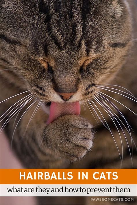 Image result for Cat Stack Sticker