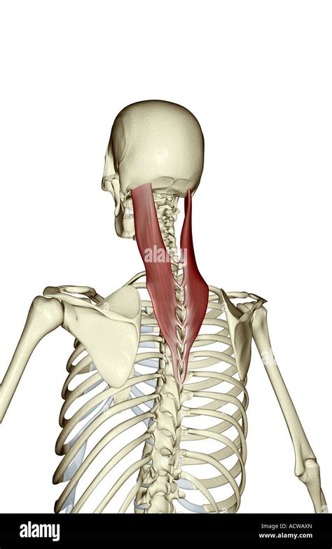 Splenius 的图像结果