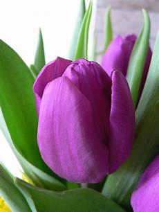 Tulips Picture by Flowers Lover Tulip Legends Tulips Picture