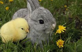 Image result for Spring Bunnies Desktop