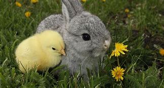 Image result for Spring Flowers Chicks Bunnies