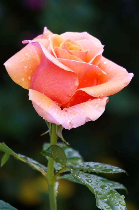 20 Beautiful Rose Picture To Inspire From · Inspired Luv