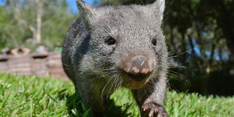 Aussie Animals 的图像结果