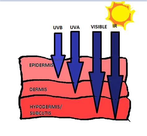 Fig.2: Penetration of UV rays into the skin [17]
