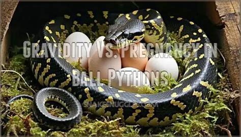 Ball Python Pregnancy 的图像结果