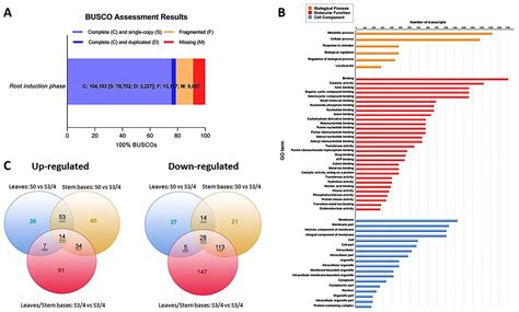Transcriptome Dynamics of Rooting Zone and Leaves during In Vitro ...